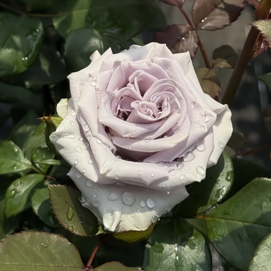 Shocking Blue Rose – Rosesplant Shocking Blue Rose – Rosesplant