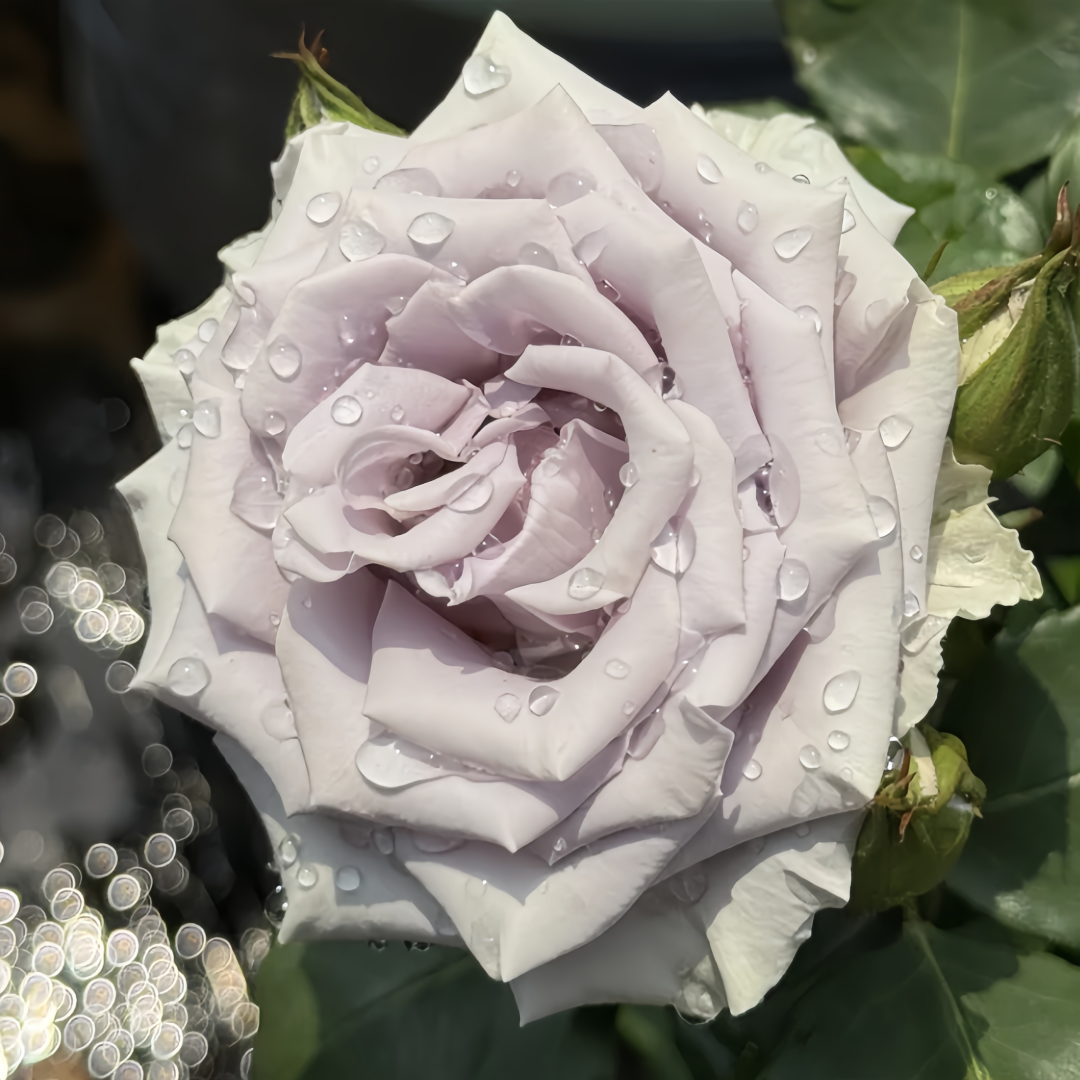 Shocking Blue Rose
