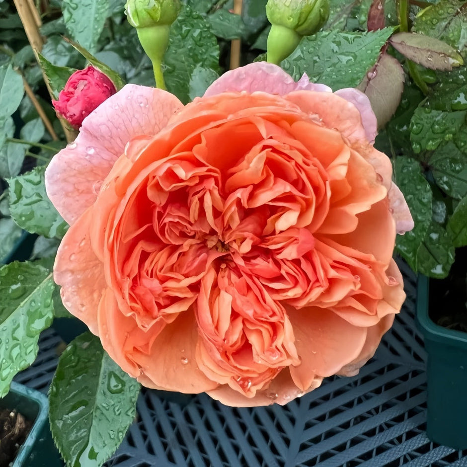 Roses From Japan – Rosesplant