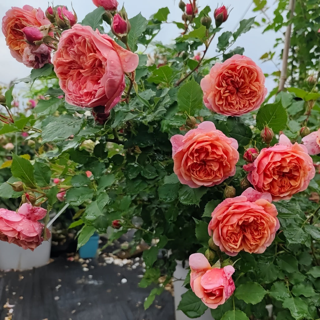 Silk Road Rose