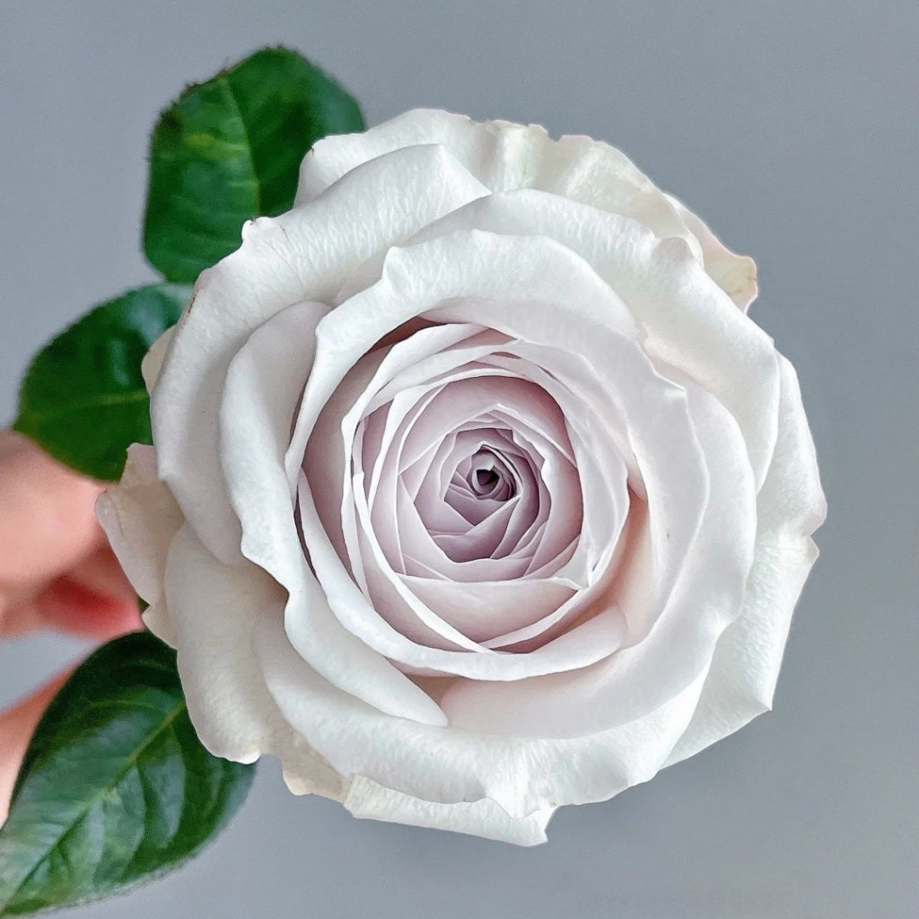Silver Lining Rose