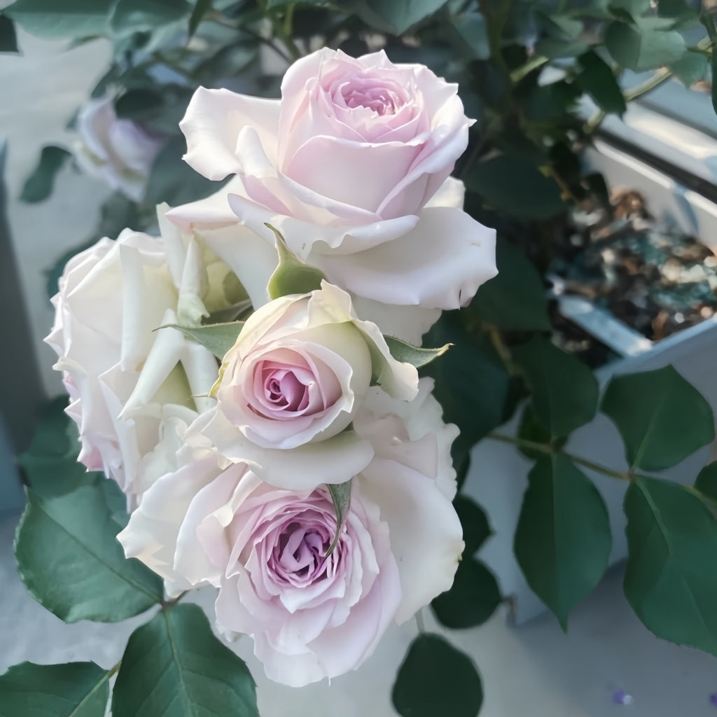 Silver Rain Silver Rain Rose – Rosesplant