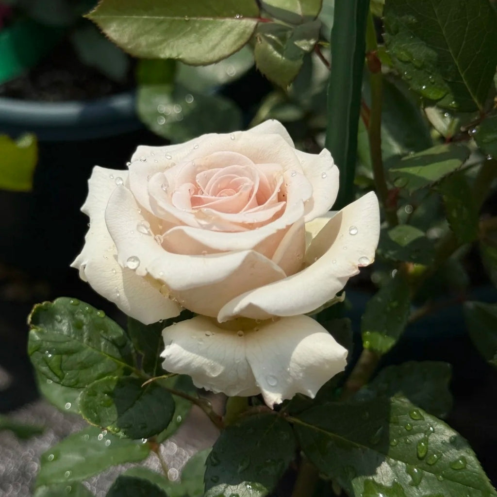 Sand Rosa Silver Sand Rose – Rosesplant