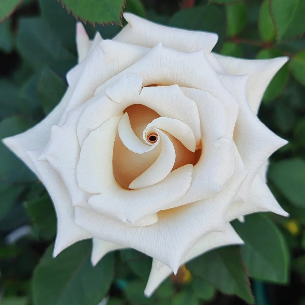Sand Color Roses Silver Sand Rose – Rosesplant