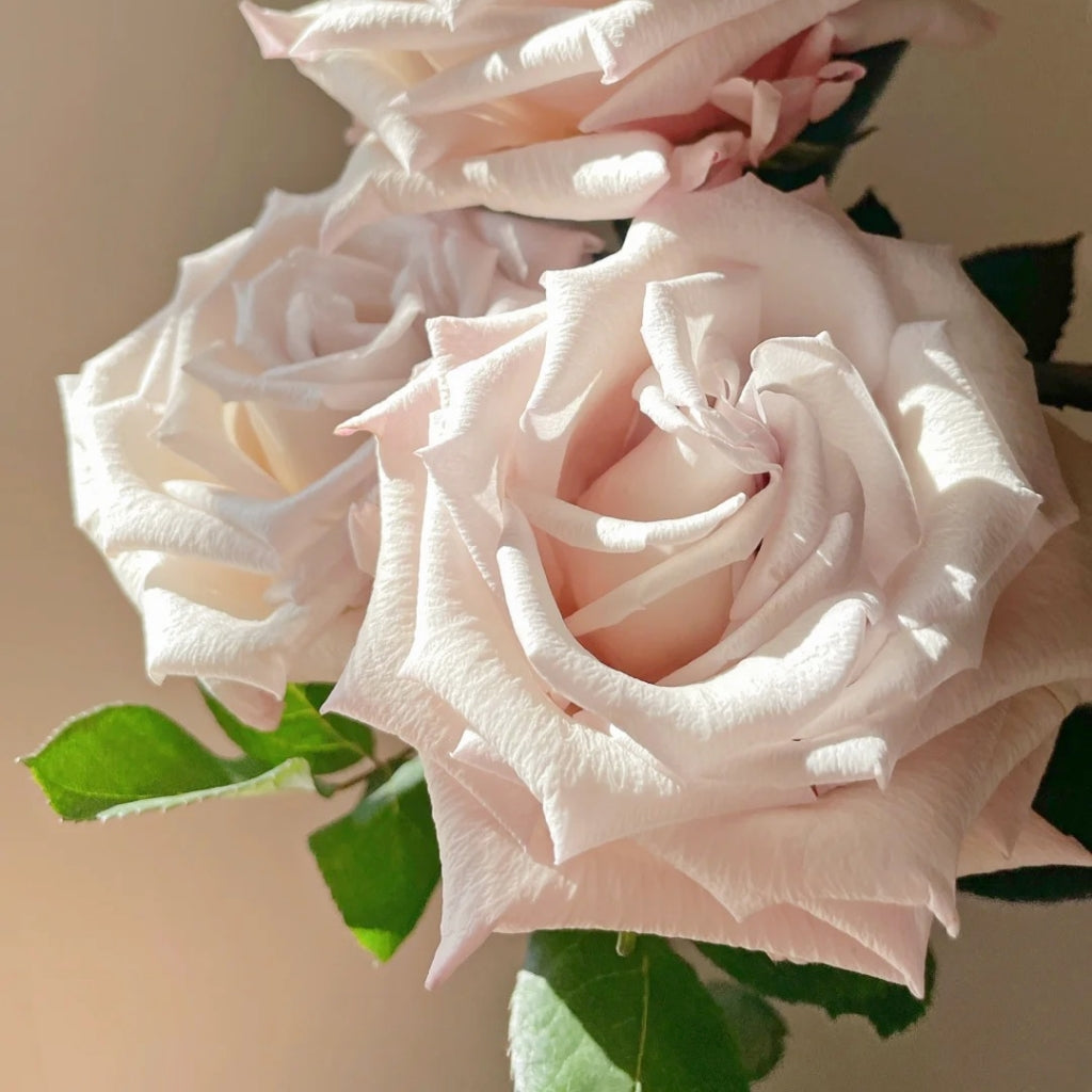 Sand Roses Pretty Silver Sand Rose – Rosesplant