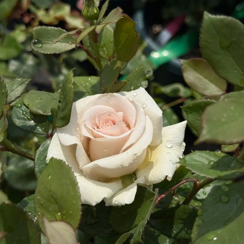 Sand Color Roses Silver Sand Rose – Rosesplant