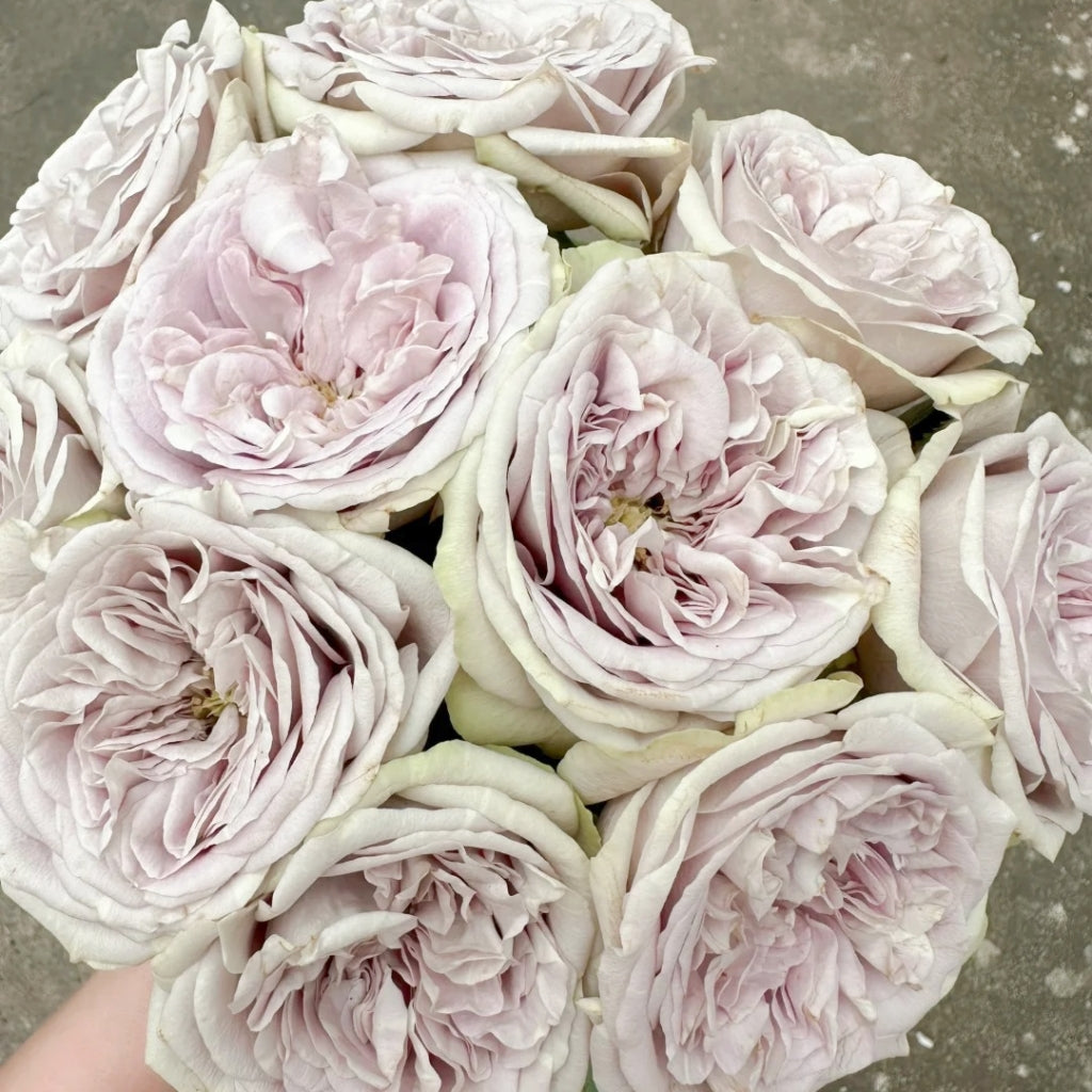 Silvermine Rose