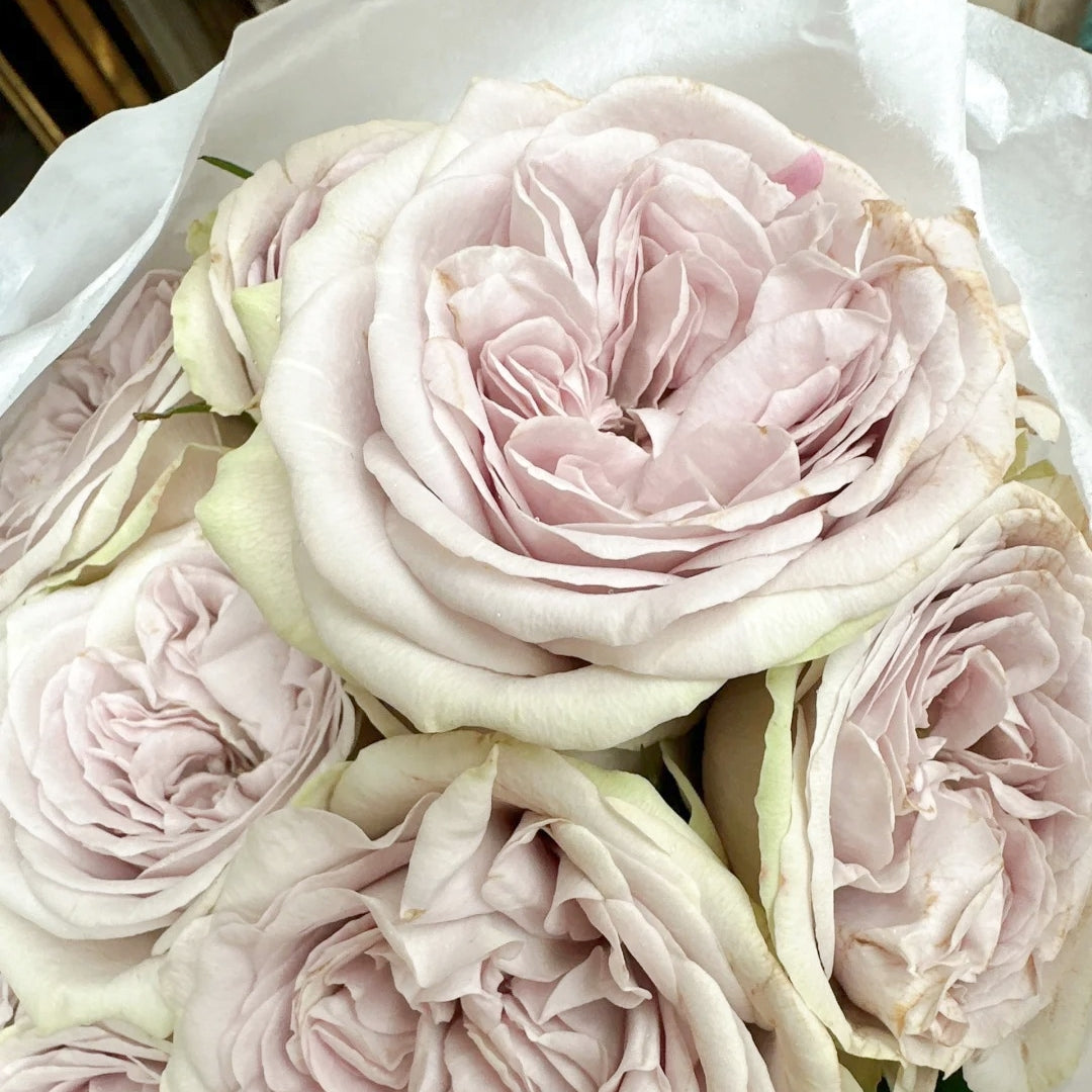 Silvermine Rose