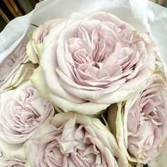 Silvermine Rose