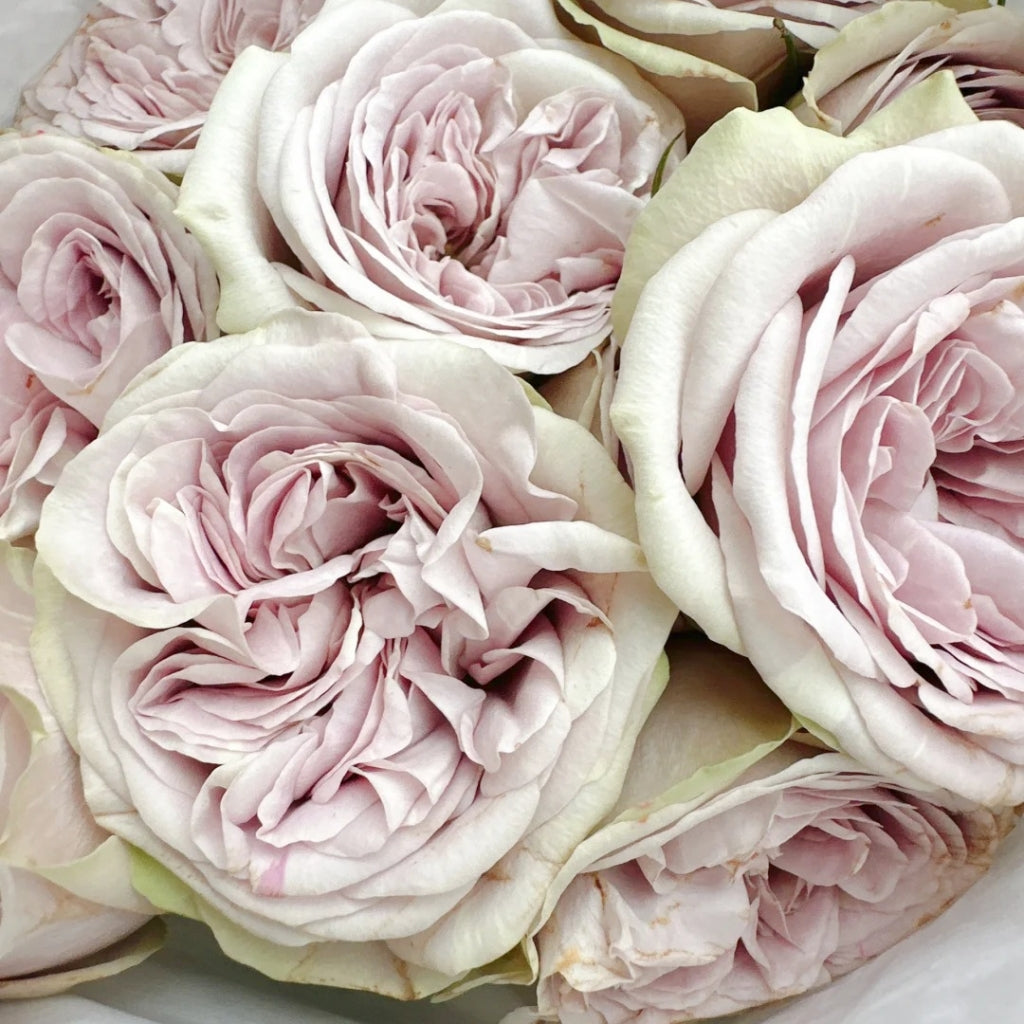 Silvermine Rose
