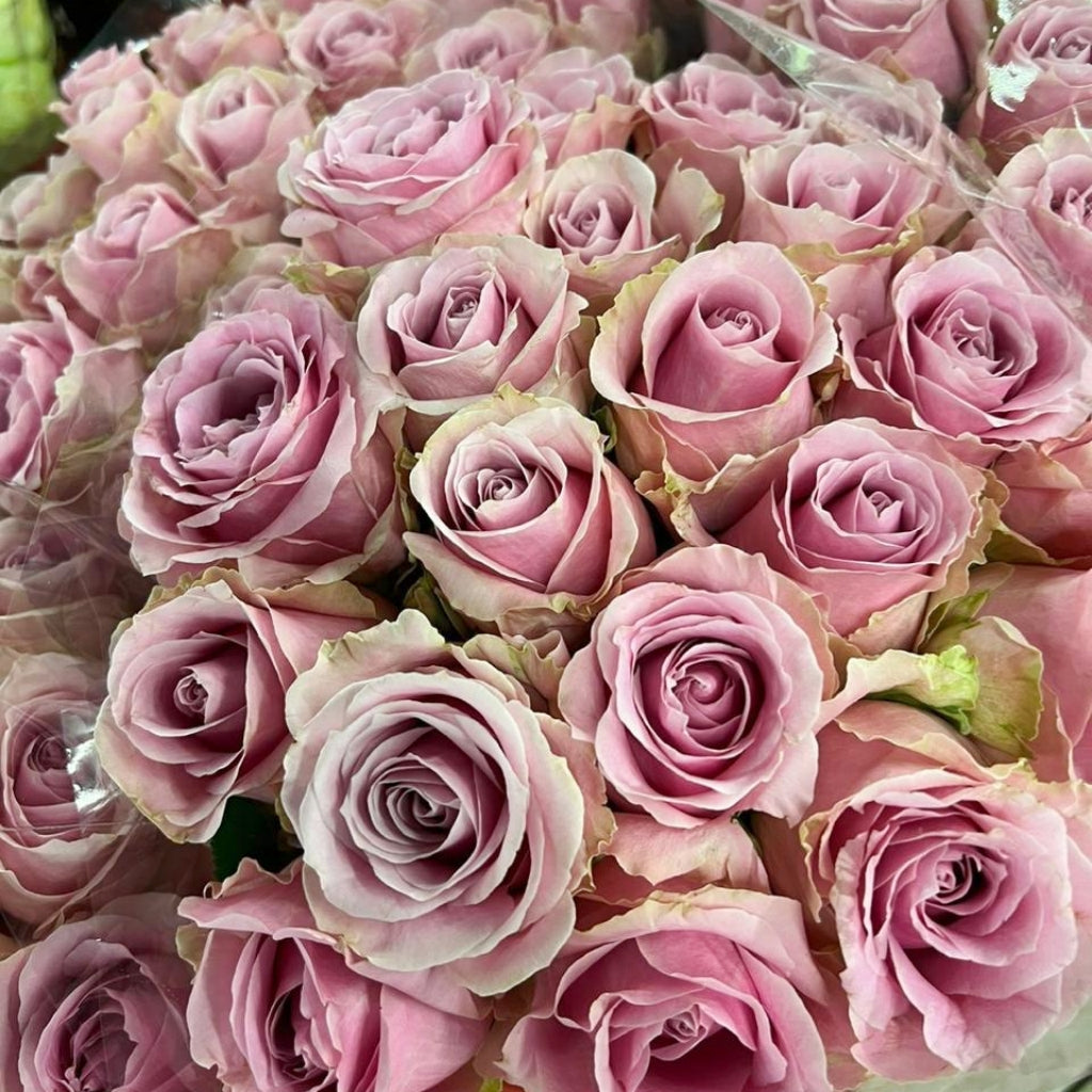 Silvermine Rose