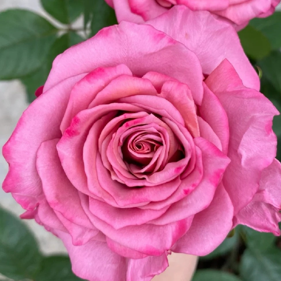 Single Malt Rose Plant