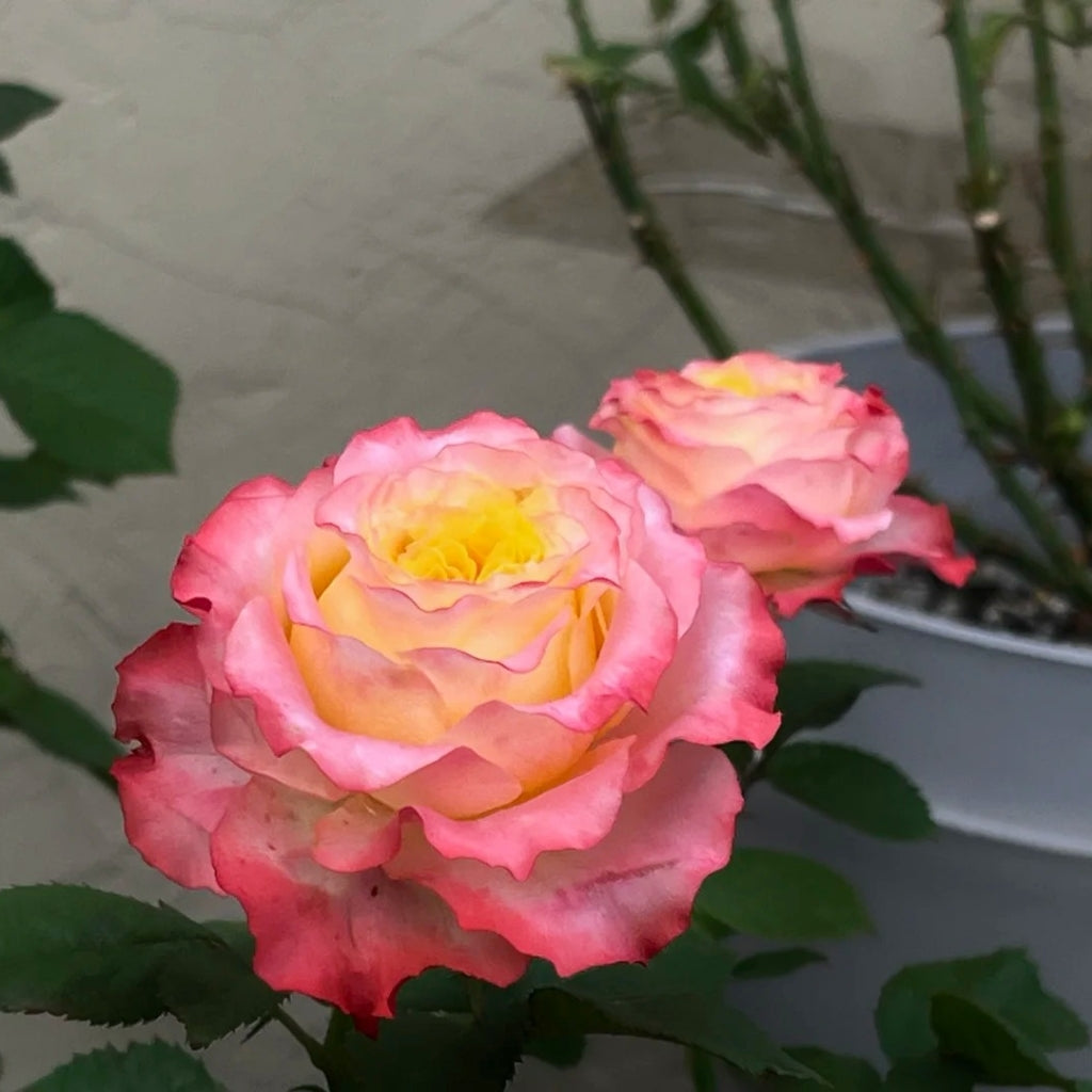 Skittles Rose