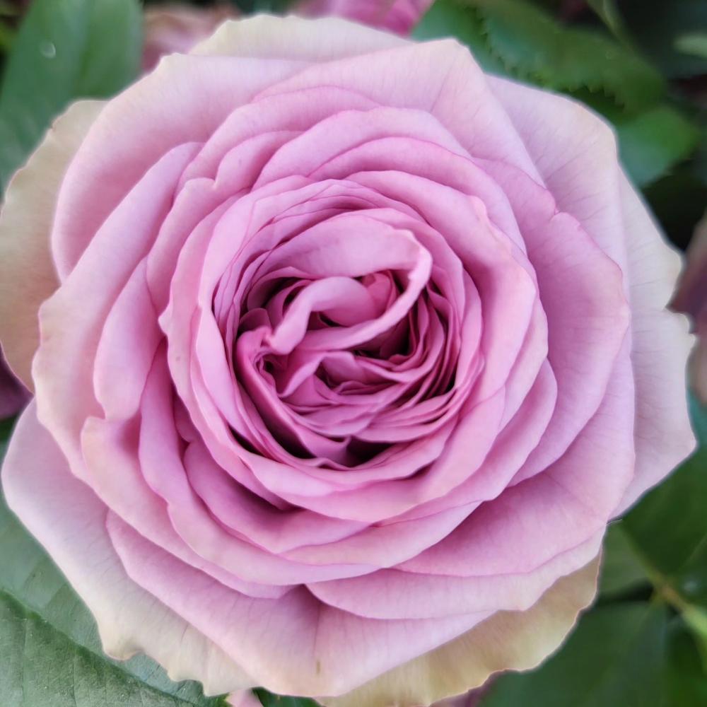 Smokey Eyes Rose – Rosesplant