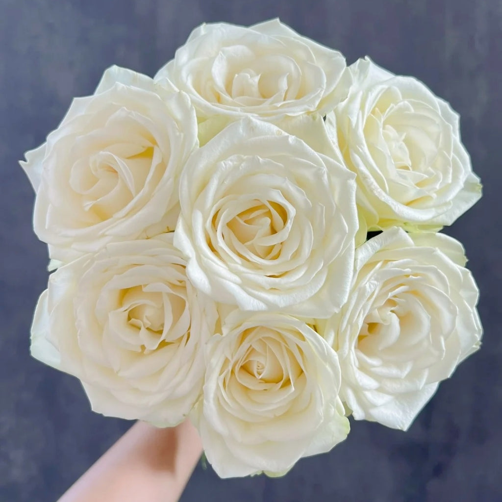 Snowstorm Roses Snowstorm Rose Plant | Pure White Cut Rose with 14+ Day Vase Life ...