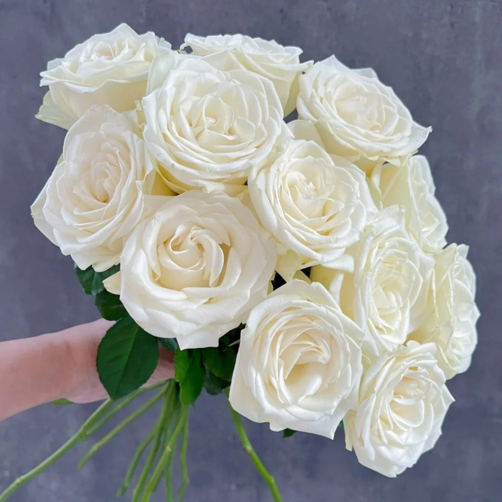 Snowstorm Roses Snowstorm Rose Plant | Pure White Cut Rose with 14+ Day Vase Life ...