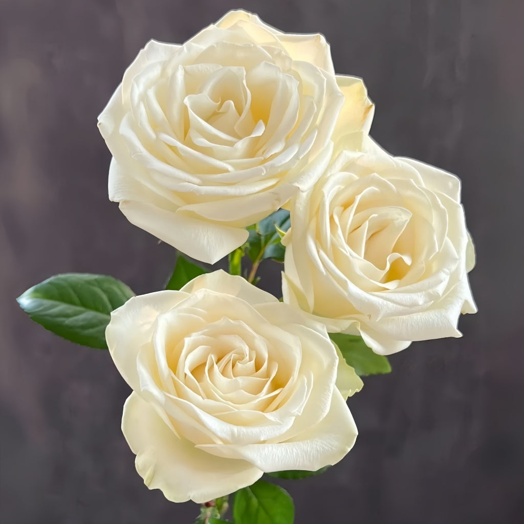 Snowstorm Roses Snowstorm Rose Plant | Pure White Cut Rose with 14+ Day Vase Life ...
