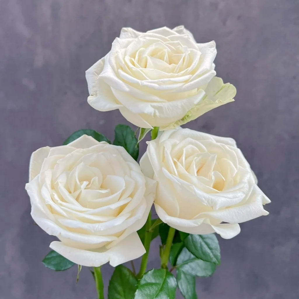 Snowstorm Roses Snowstorm Rose Plant | Pure White Cut Rose with 14+ Day Vase Life ...
