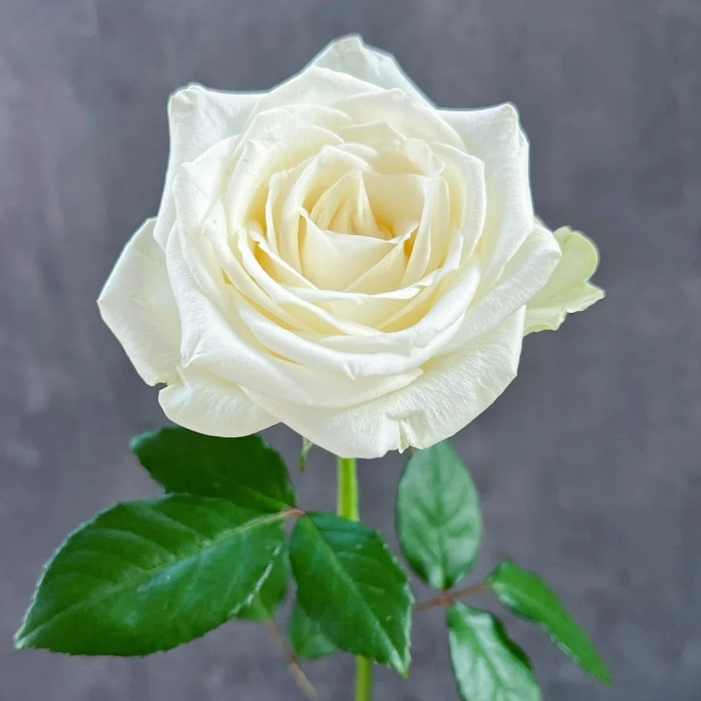 Snowstorm Roses Snowstorm Rose Plant | Pure White Cut Rose with 14+ Day Vase Life ...