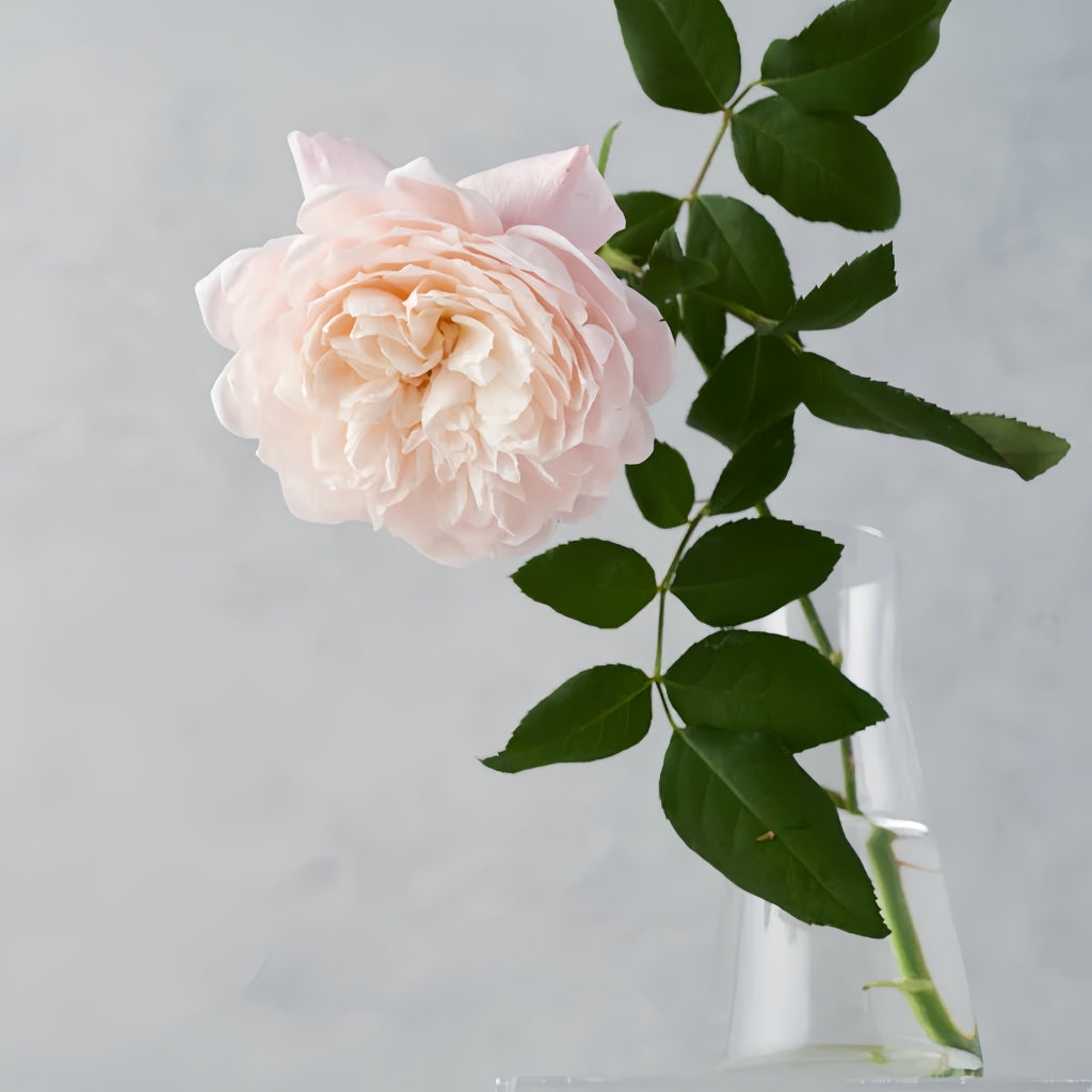Solahana Rose