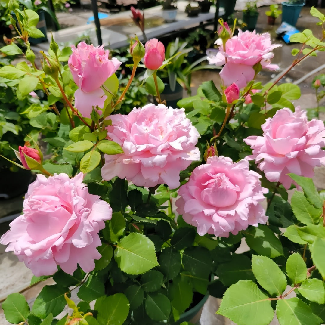 Sophie Rochas Rose