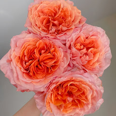 Special Song Rose