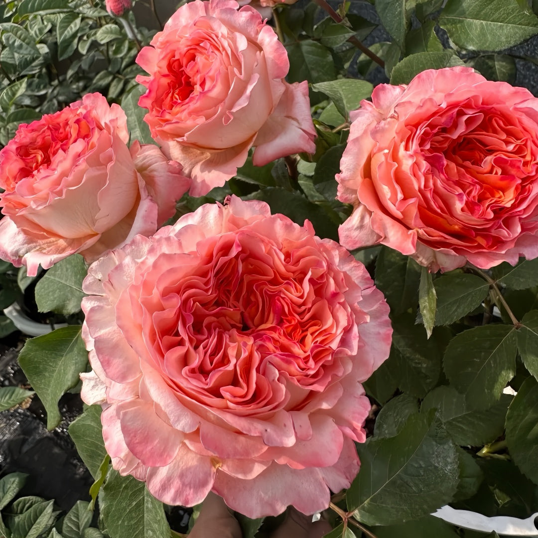 Special Song Rose
