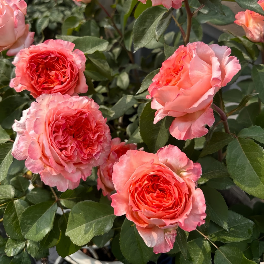 Special Song Rose