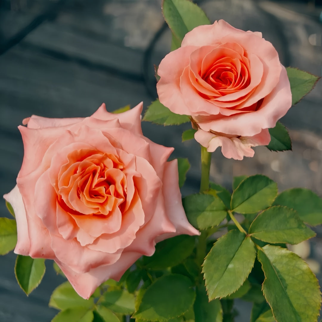 Special Song Rose