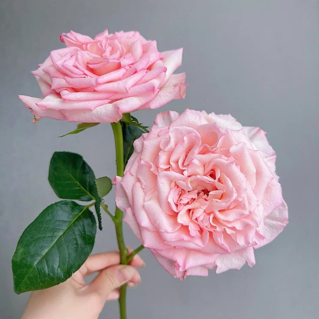 Spring Ballet Rose