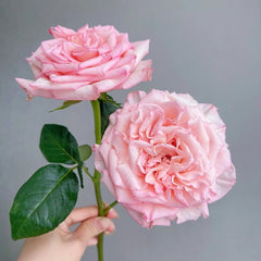 Spring Ballet Rose