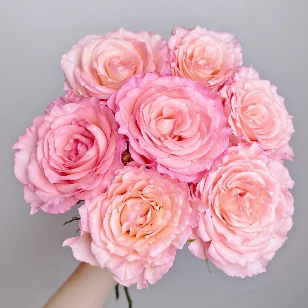 Spring Ballet Rose