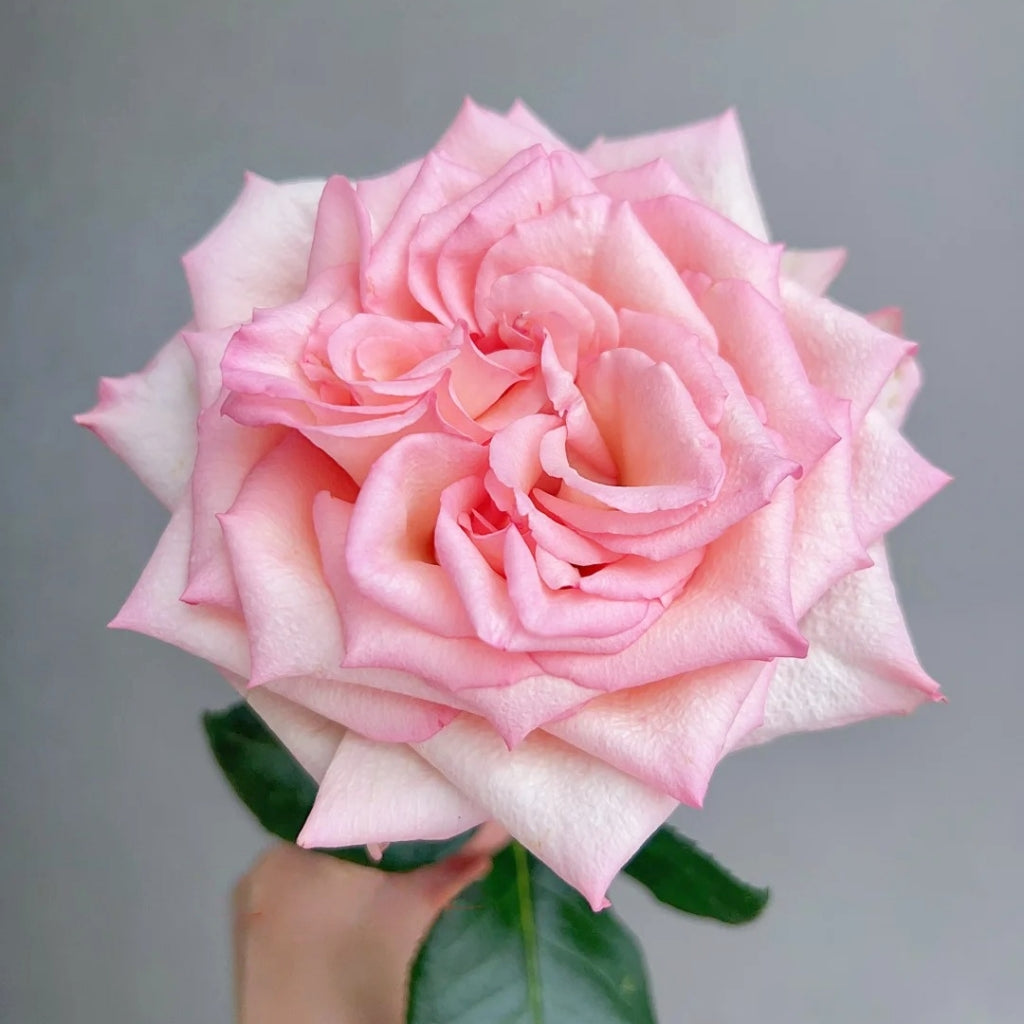 Spring Ballet Rose