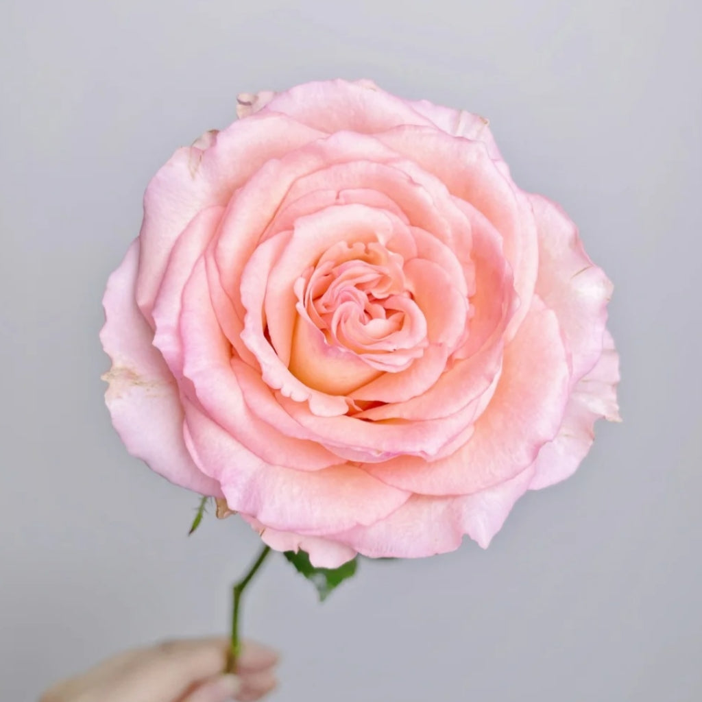 Spring Ballet Rose
