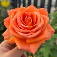 Sputnik Rose