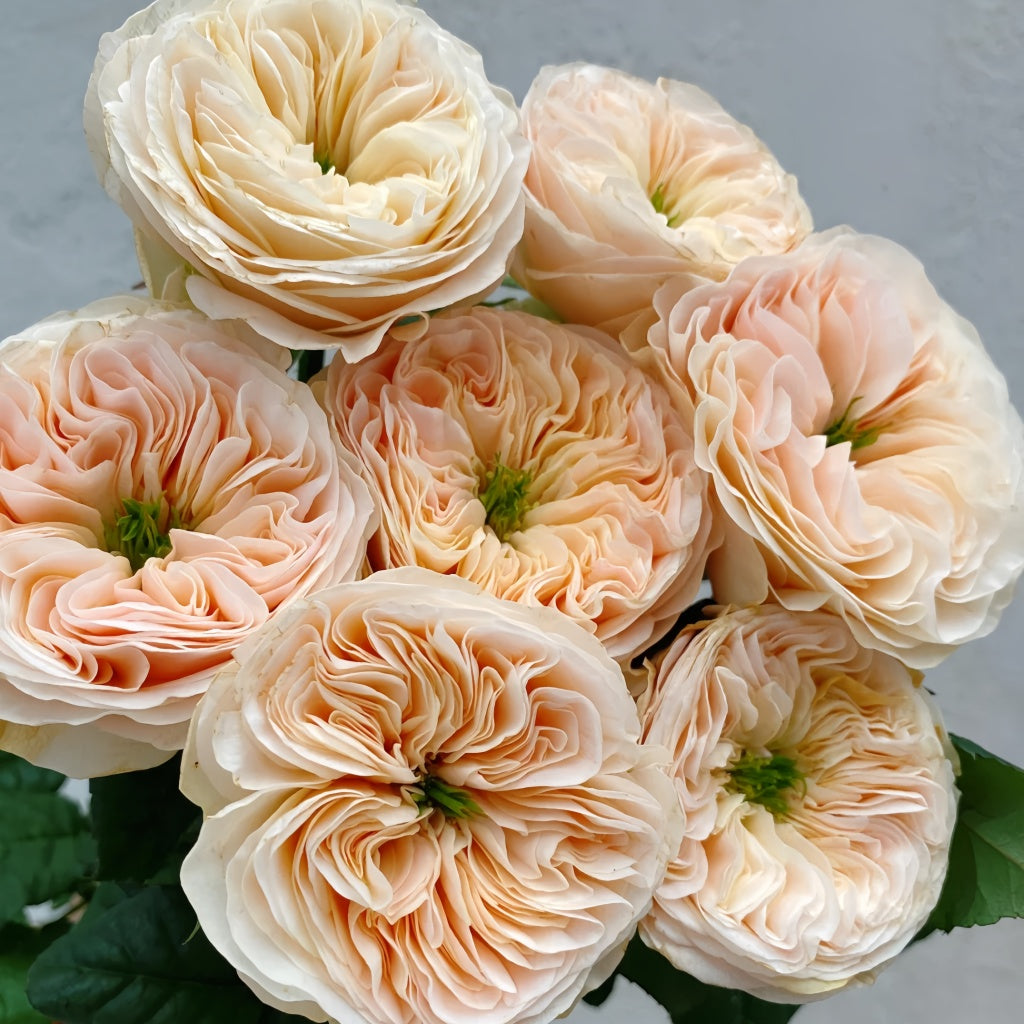 Stanley Abbey Rose – Rosesplant