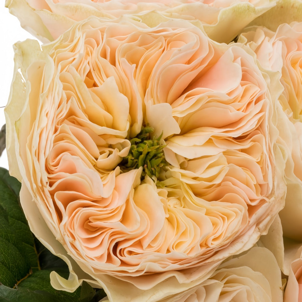 Stanley Abbey Rose