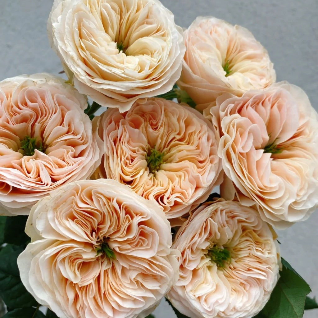 Stanley Abbey Rose