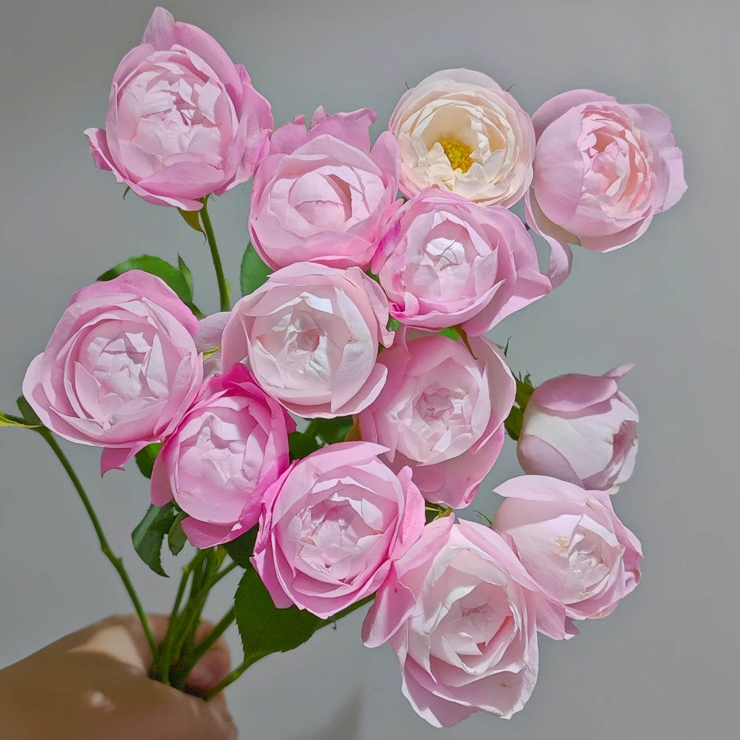 Strawberry Macaron Rose