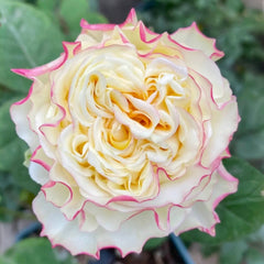Stylist Rose