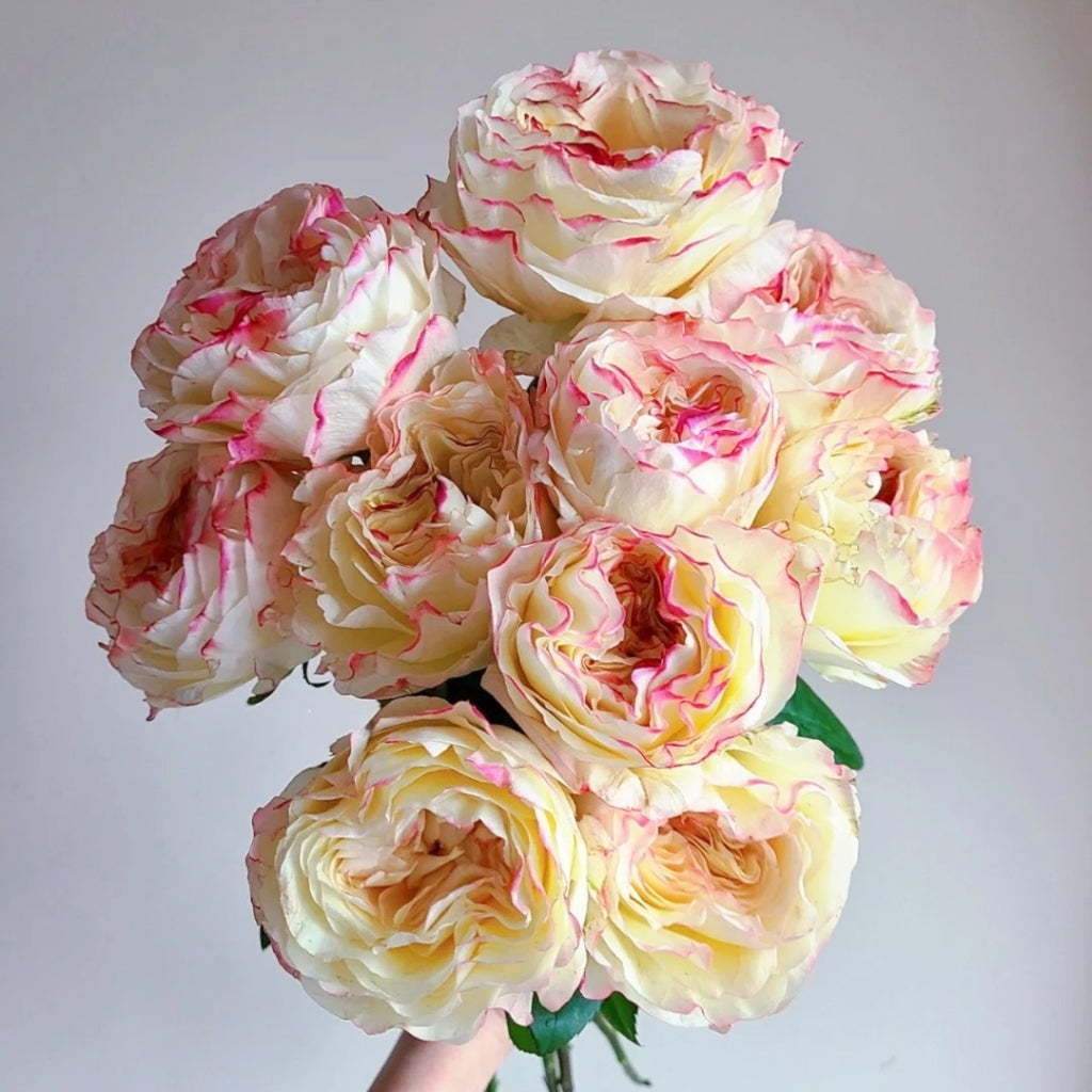 Stylest Rose Stylist Rose – Rosesplant