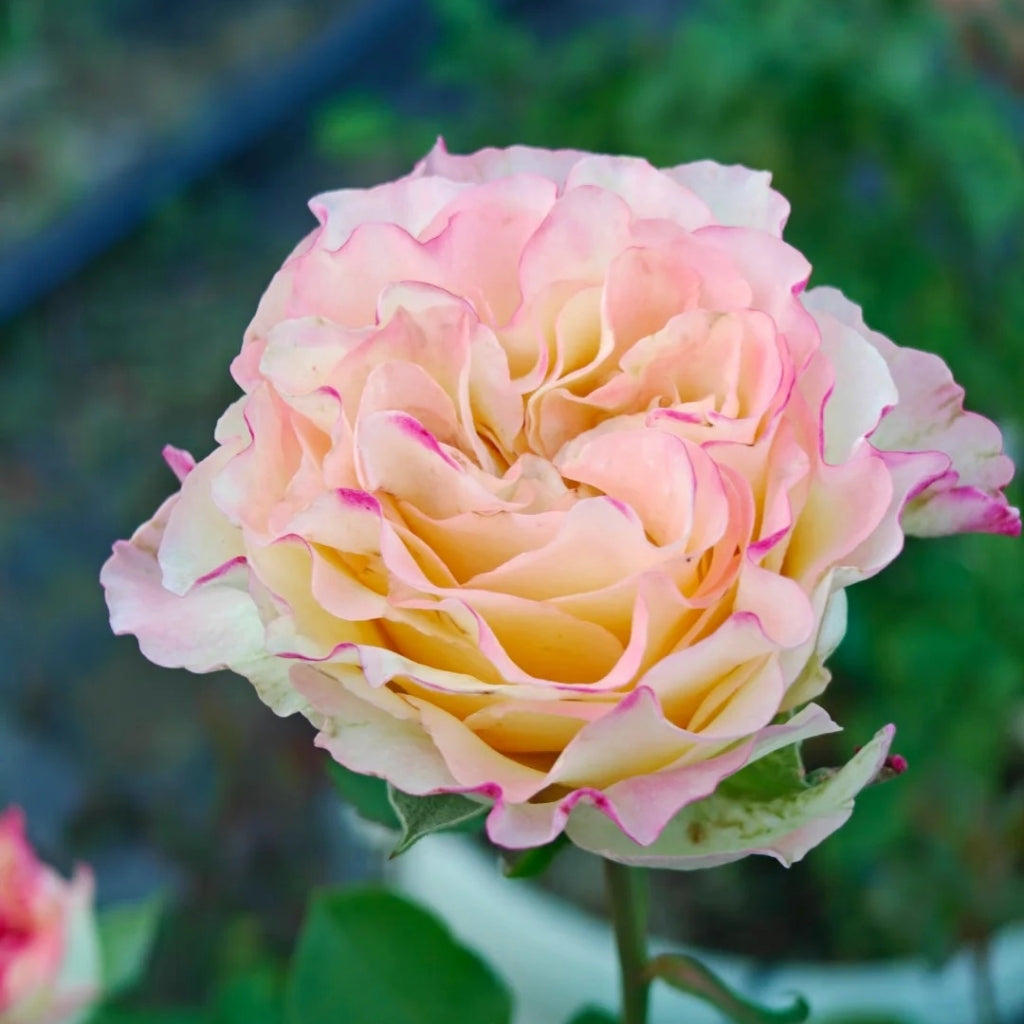 Stylest Rose Stylist Rose – Rosesplant