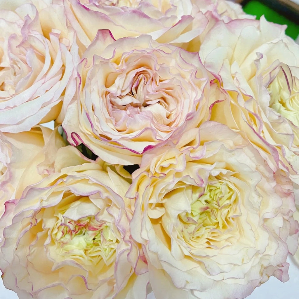 Stylest Rose Stylist Rose – Rosesplant