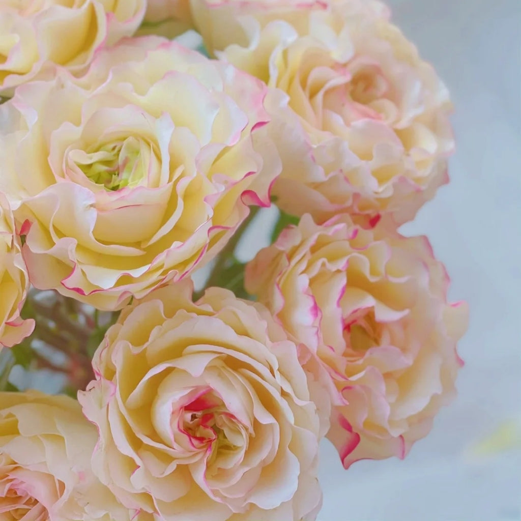 Stylist Rose