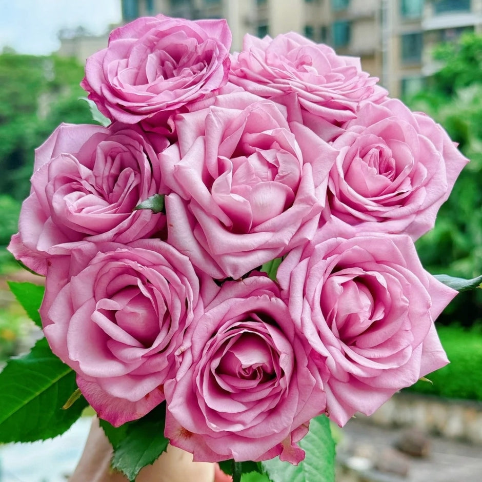 ROSE様 Roses From China – Rosesplant