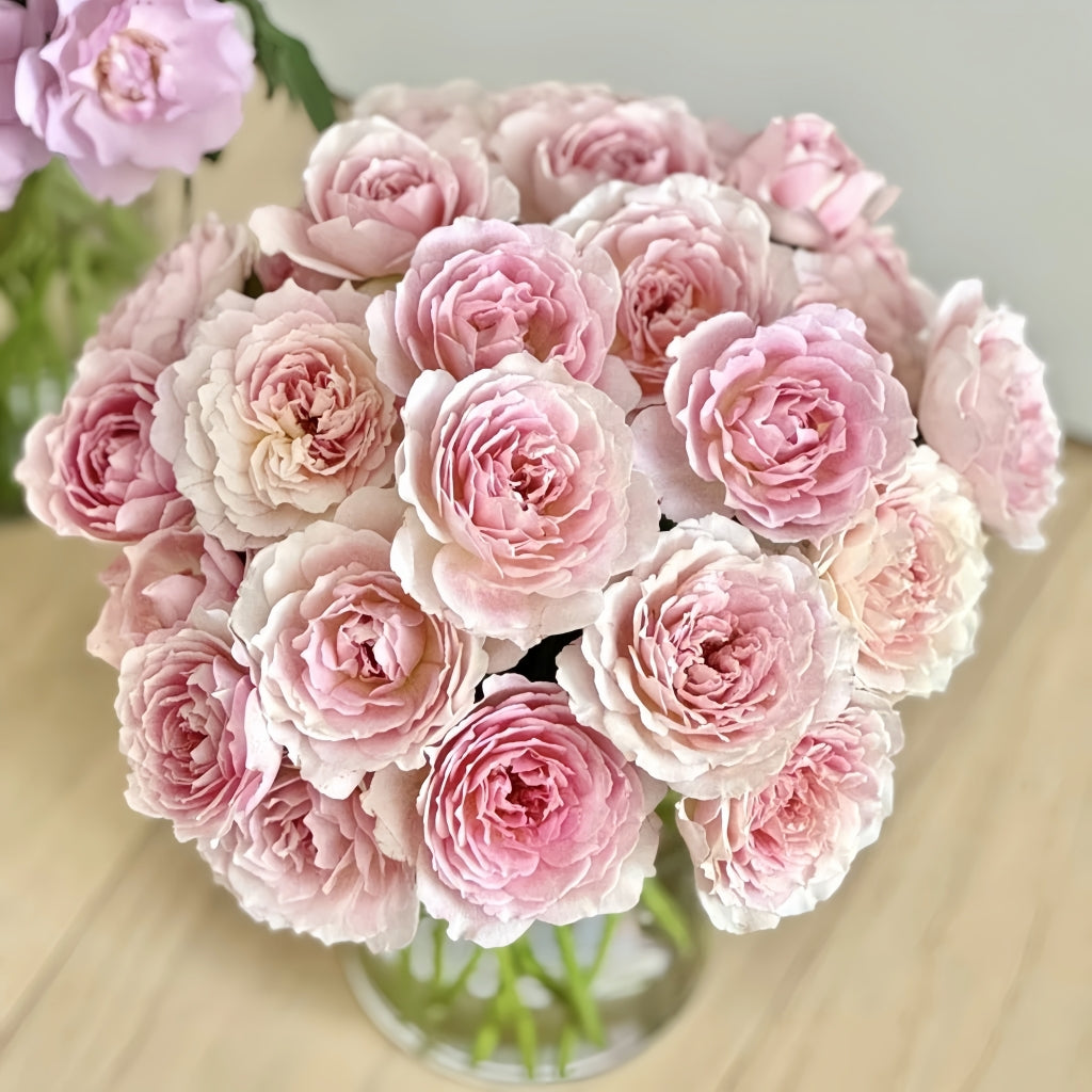 Sucre Rose