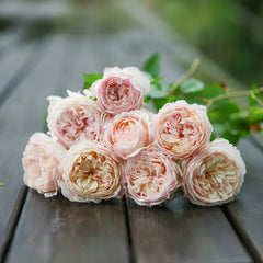 Sucre Rose