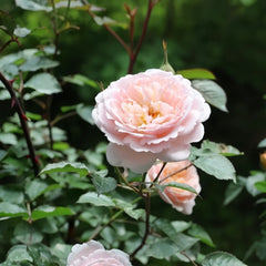 Sucre Rose