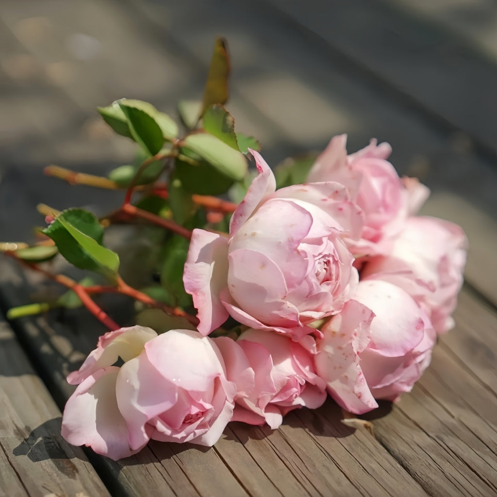 Sucre Rose