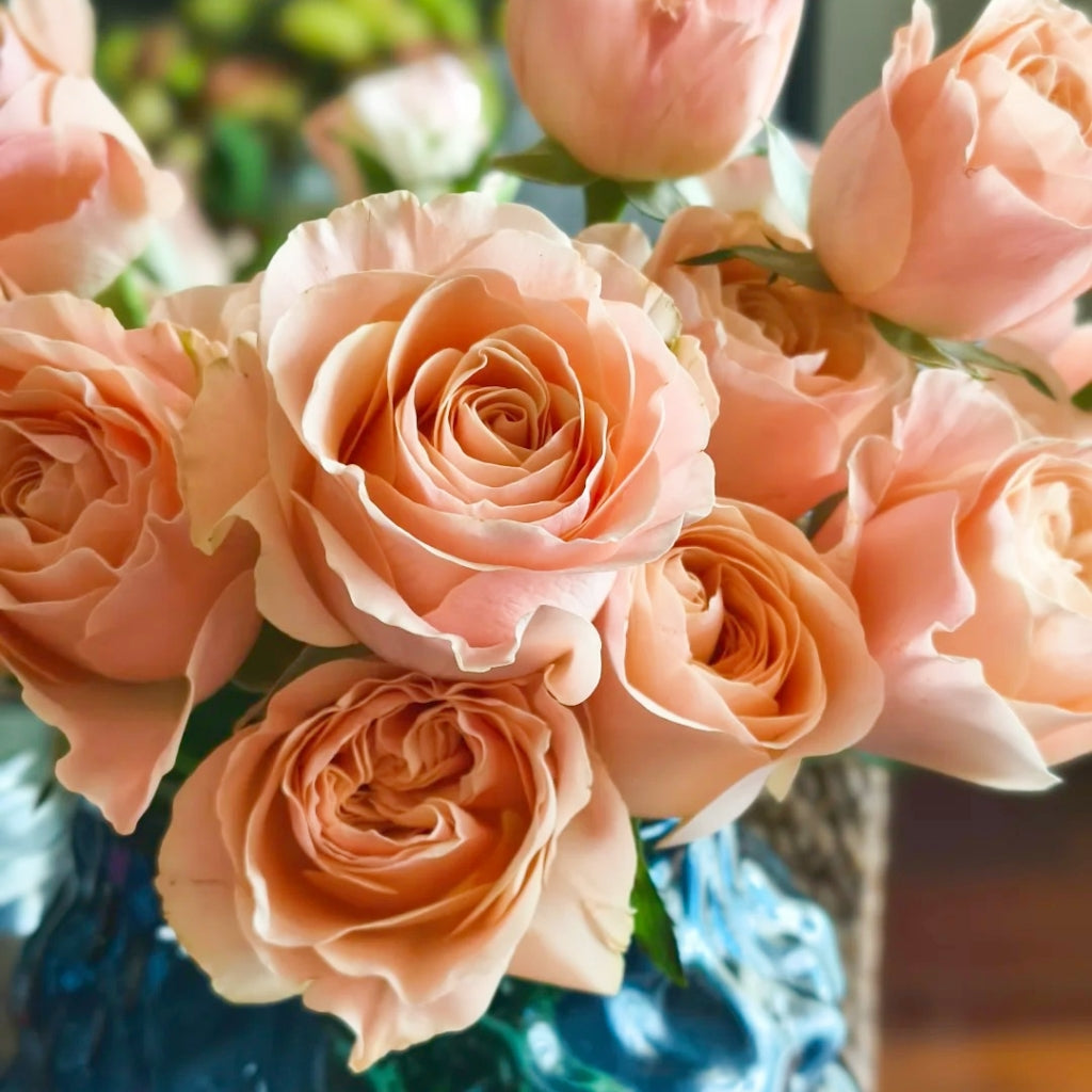 Summer Colorful Roses Summer Love Rose – Rosesplant